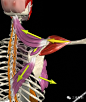 人体运动状态下的3D肌肉骨骼精美解剖