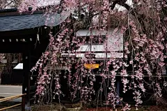 【  枝垂樱  】---“  形状如同开花的柳树。即有樱花的妩媚，又有垂柳的柔美，春天繁花似锦，夏天浓荫蔽日，秋天黄叶飘飘，冬天遒劲古朴 ”。 ​ ​​​​