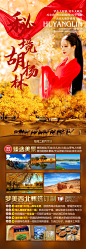 胡杨林