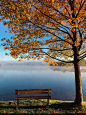 brown wooden bench beside tree