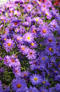 菊花,灌木,紫色,巨大的,垂直画幅,无人,组物体,户外,明亮,植物