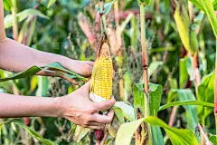 秋收季节，农妇的手在田里采摘玉米，季节性的体力劳动者在工作