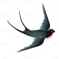 燕子