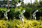 Cape Royale @Sentosa Landscape Design by TROP
