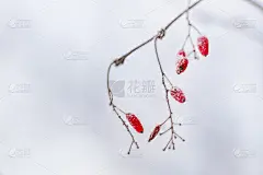 冷冻红莓。宁静自然的冬季背景。阳光灿烂的冬日。含蓄的自然之美，潮流的色彩。