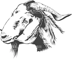 羊头免抠  - 源文件下载【酷图网】免抠素材,设计,生物世界,野生动物,动物免抠,