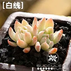多肉白线图片_360图片