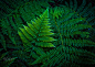 Ferns by Paul Zellers on 500px