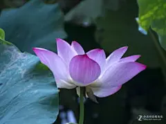 搜狗图片搜索 - 一个人手握莲花表情包