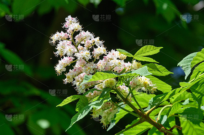 树枝上开着许多洁白的栗子花和绿色的大叶子，在一个阳光明媚的春日，美丽的户外花卉背景下