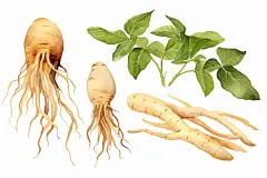 人参健康养生插画