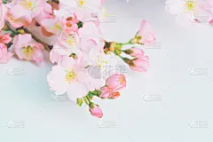 李树,贺卡,弹簧,花朵,太空,水平画幅,形状,雄蕊,无人,周年纪念