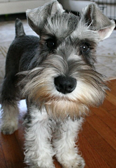 yana-z采集到Schnauzer