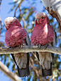 Galah Cockatoo