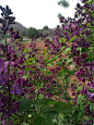 紫丁香, 塞多纳, 钟岩, 春, 草甸, 山, 紫色, 鲜花, 花
