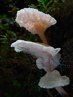 凝雪儿采集到蘑菇-美丽是一种诱惑