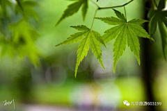 吸芋圆璇Xūáŋ^采集到大麻叶