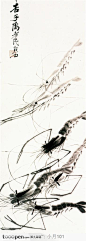 中国国画之花鸟-虾
