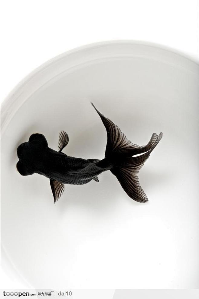 生活印象-鱼缸内的黑色金鱼