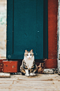 巷子里的猫很自由 但却没有归宿摄影宠物摄影北武 - 原创作品 -   (6)