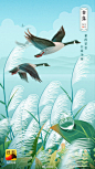 搜狐 白露