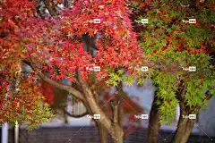 秋天的树叶 酷背景 高清壁纸 秋季 叶子 大自然 七彩 4K壁纸