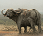 "Inyathi", Fuz Caforio : Cape Buffalo.