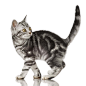 漂亮的小猫动物高清图片(图片ID：86816)-高清动物图片-素材中国16素材网