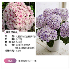 蒺藜JILI采集到植物