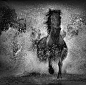 Prince of Dark Horse by anna630074397 : 1x.com is the world's biggest curated photo gallery online. Each photo is selected by professional curators. Prince of Dark Horse by anna630074397