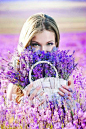~In the lavender field~                                                                                                                                                      