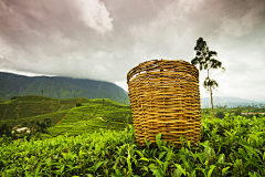 米修吓采集到茶叶