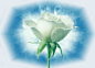 白玫瑰花语：纯洁、高贵、天真和纯纯的爱。

　　白玫瑰的花语：
　　1、尊敬
　　2、不被注意(不为人知)的美
　　3、诚实
　　4、纯纯的爱
　　5、甘心为你付出所有
　　6、高贵
　　7、智慧
　　8、纯洁、纯情、天真
　　9、我足以与你相配


白玫瑰的花语是纯粹爱情

而至于朵数：

1朵玫瑰代表——我的心中只有你 ONLY YOU！
2朵玫瑰代表—— 这世界只有我俩！
3朵玫瑰代表—— 我爱你 I LOVE YOU！
4朵玫瑰代表—— 至死不渝！
5朵玫瑰代表—— 由衷欣赏！
6朵玫瑰代表——