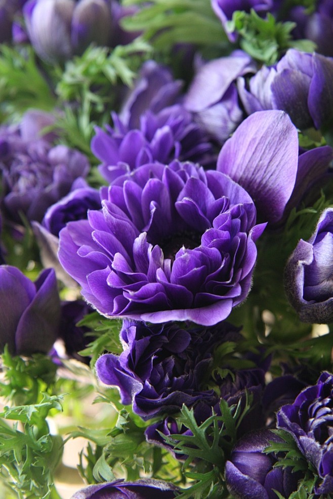 Anemone Monarch purp...
