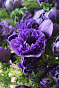 Anemone Monarch purple | Beautiful ✿ World君主紫色银莲花
