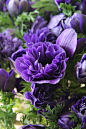 Anemone Monarch purple | Beautiful ✿ World君主紫色银莲花