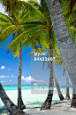 免版税图片：波拉波拉岛拍摄棕榈树