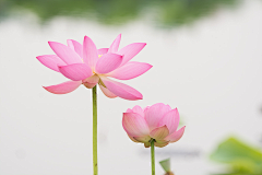 今夕＆何惜采集到花