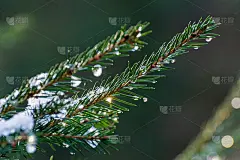 冷杉树枝在冬天有水滴和雪