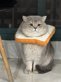 锍婷采集到X-小猫咪