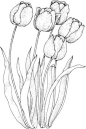 four-tulips-coloring-page