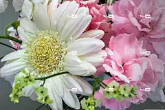 洋甘菊 花 白色的 粉色的 开花 花卉背景 美丽的花朵 花壁纸