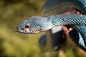 Venomus Blue Viper Snake by Fauzan Maududdin : Browse 200,000 curated photos from photographers all over the world