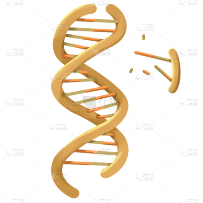 手绘-初高中课程辅导贴纸-DNA