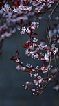 杏花为春