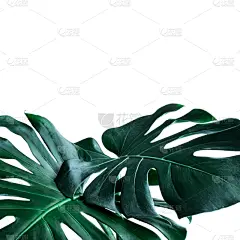 植物学,干酪藤,概念,叶子,自然,式样,鸡尾酒,构图,布置,写实