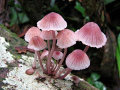 芋圆子钰圆采集到场景-地被植物