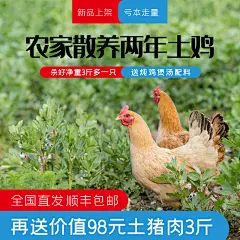 农家散养土鸡电商主图