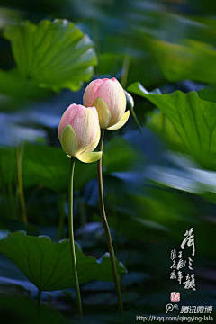 沁心映雪采集到花