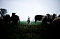 Sheep on a dike : Sheep on a dike